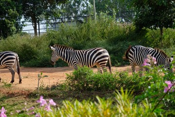 Zebra in park 