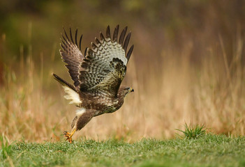 Mäusebussard beim Start - buteo buteo