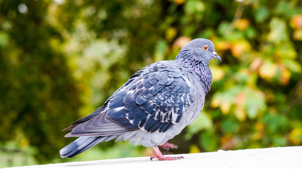 A pigeon on a wall