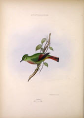 Illustration of exotic bird