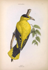Illustration of exotic bird