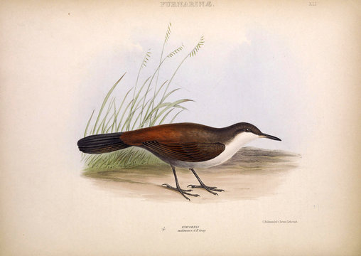 Illustration of exotic bird