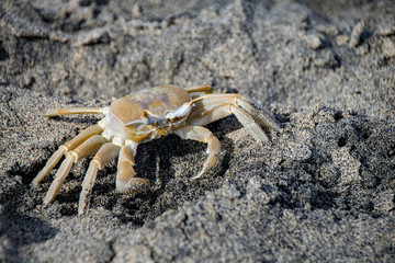 Atlantic Ghost Crab on wet sand, Boa Vista, Cape Verde