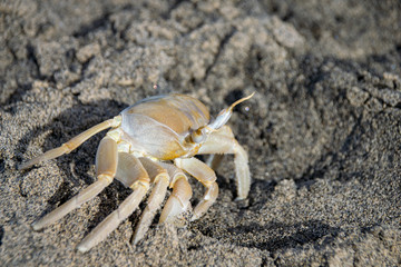 Atlantic Ghost Crab