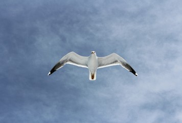 Fliegende Möwe