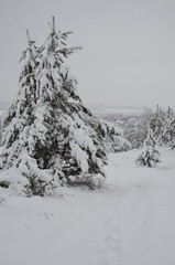 Новогодний лес