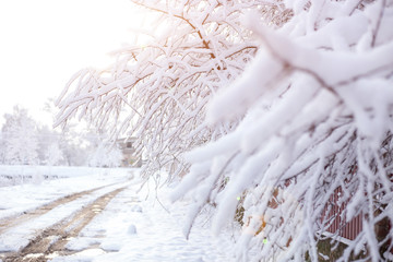 trees covered with snow. branches after a snowfall