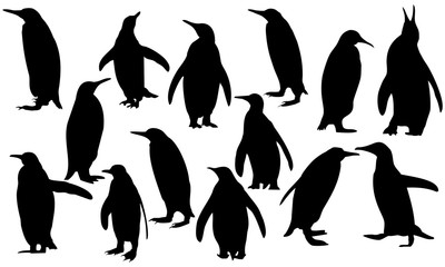 Fototapeta premium kolekcja pingwinów sylwetka