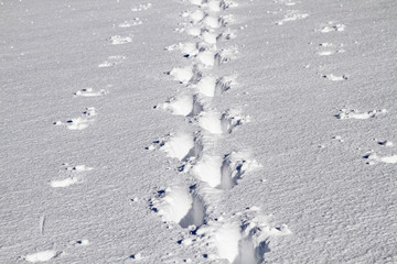 Einsame Spur im Tiefschnee