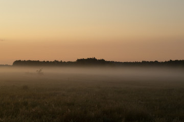 Fototapeta na wymiar Foggy sunrise morning on meadow