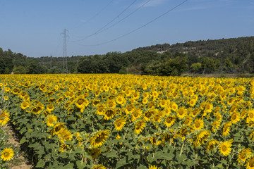 Planting sunflowers