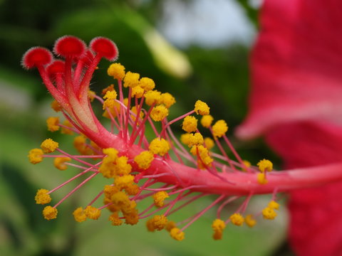 Red Hibiscus spp. flower plants in the mallow family, Malvaceae. photo taken in malaysia
