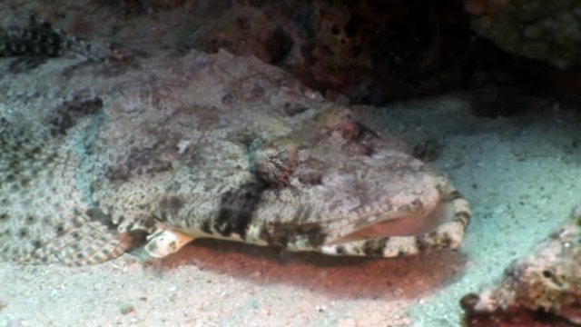 Tropical Crocodile fish underwater Red sea. Carpet flathead Papilloculiceps longiceps.