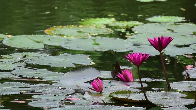 Nymphaea nouchali or Nymphaea stellata, common name red water lily, is a water lily of genus Nymphaea. It is native to southern and eastern parts of Asia, and is the national flower of Sri Lanka and B