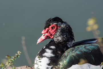 Close up of Black Muscovy duck head. Selective focus