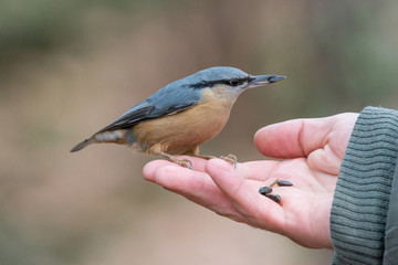 Eurasian Nuthatch Sitta europaea in the autumn