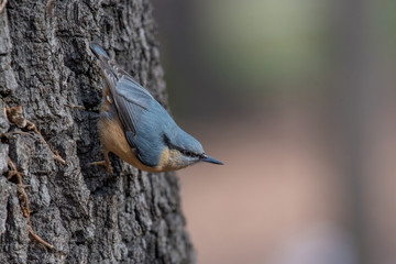 European nuthatch (Sitta europaea) on a tree bark