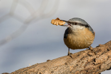 European nuthatch (Sitta europaea) on a tree bark