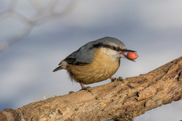 European nuthatch (Sitta europaea) on a tree bark