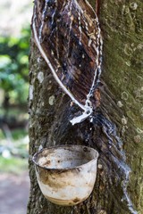 Harvest from rubber tree