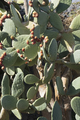 Cactus Prickly pear Acireale Sicily