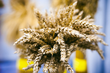collected cereals, ears, close-ups