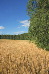 Fototapeta premium Sunny summer landscape with agricultural field of ripe wheat