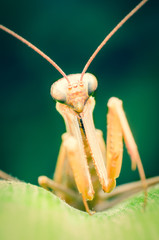 Mantis on the green leaf