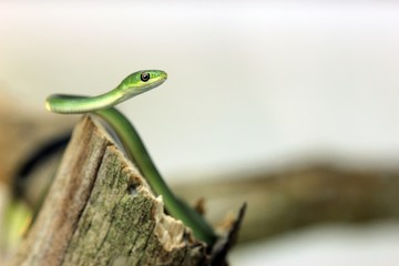 Zehn Tage alte Raue Grasnatter (Opheodrys aestivus) 