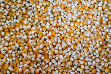 Dried corn seeds grains texture background