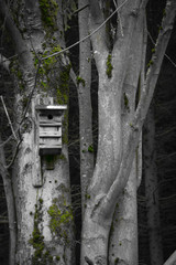 vogelh&auml;uschen zwischen b&auml;umen