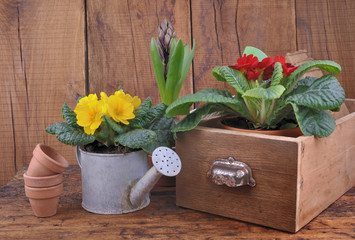primroses in little watering can, hyacinth and other primrose on old wooden drawer on plank