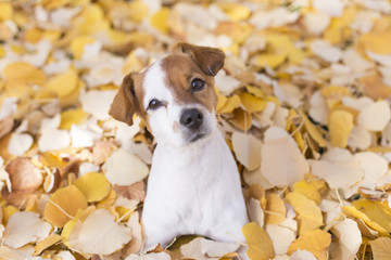 portrait of a young beautiful small white and brown dog sitting on yellow leaves background. Park, outdoors