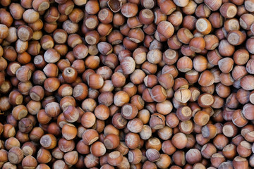 Raw hazelnuts heap texture background. Hazelnuts other name is filberts nuts.