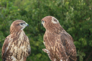 hawk