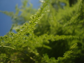 Natrualeza