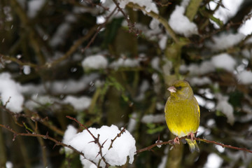 Greenfinch (Carduelis chloris) perched in snowy hedgerow