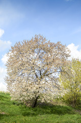Fototapeta na wymiar Beautifully blossoming apple tree in spring.
