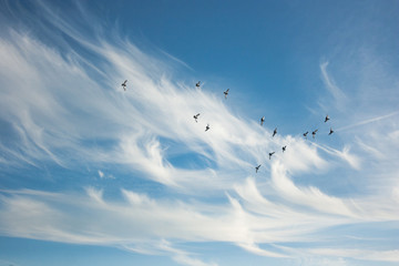 Blue Skies and Birds