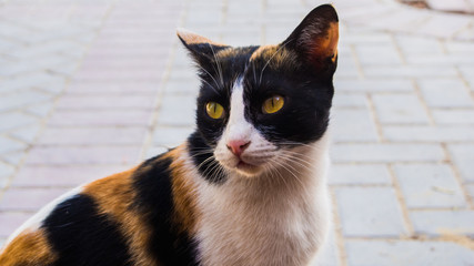 A portrait of a cat