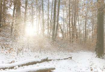 Beautiful forest in winter with the .sun rays