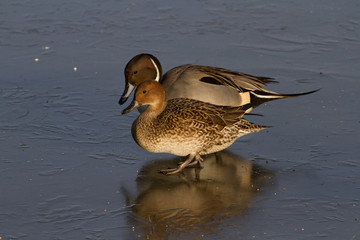 Pair of Pintail Ducks (Anas acuta) on Ice