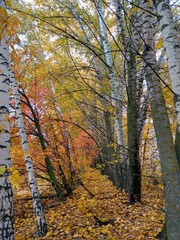 Autumn day in birch forest.