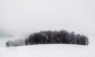Naklejka premium Forest in white winter scenery