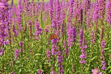 Naklejka premium Tagpfauenauge (Aglais io) an Gewöhnlichem Blutweiderich (Lythrum salicaria) im leeren Edersee 
