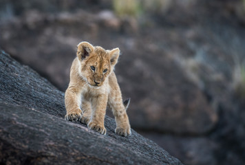Fototapeta premium Lwiątko na skale