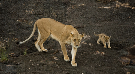 Lioness and cubs in Masai Mara