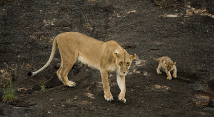 Lioness and cubs in Masai Mara