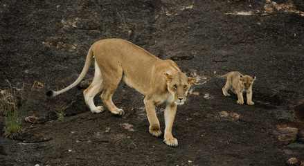 Lioness and cubs in Masai Mara