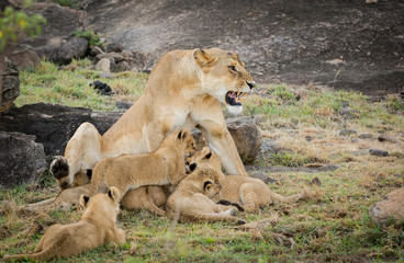 Female lions and cubs
